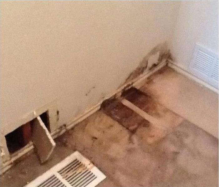 Mold Remediation and Removal
