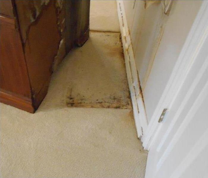 Mold Cleanup Process North Richland Hills