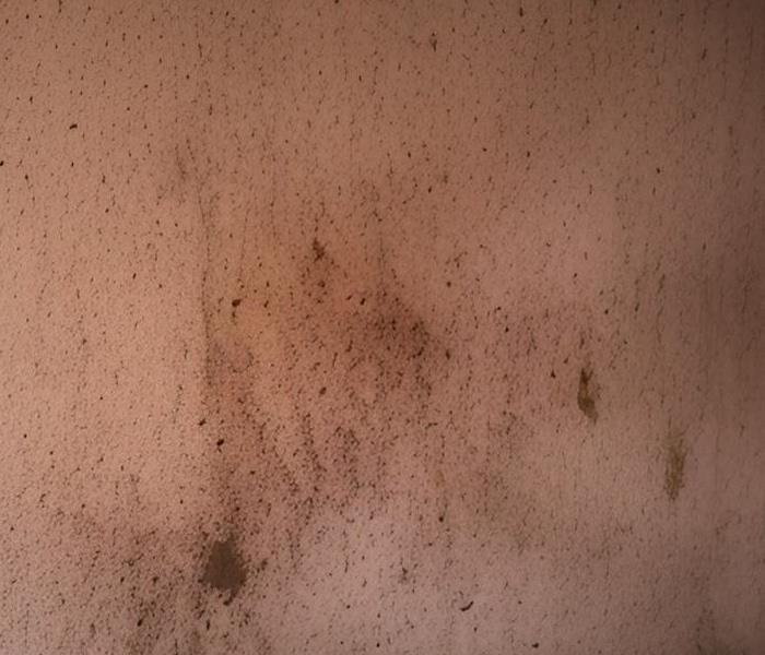 black mold growing on a wall